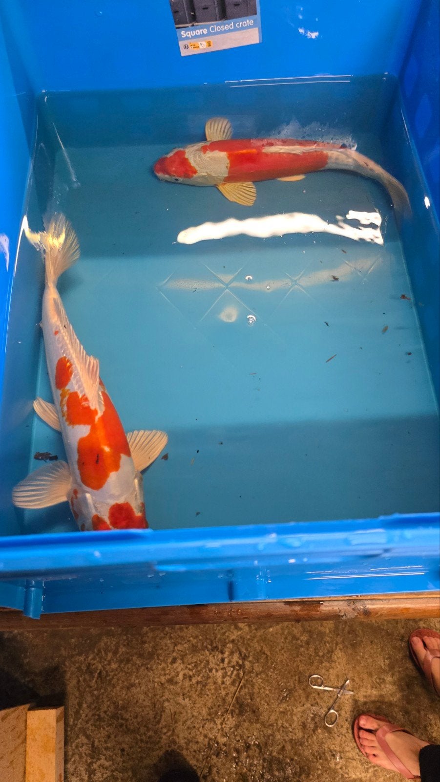 Kohaku koi, Dieren en Toebehoren, Vissen | Vijvervissen