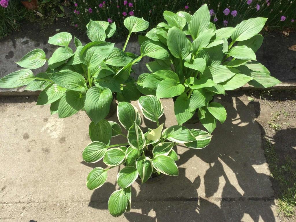 Hosta, Tuin en Terras, Ophalen