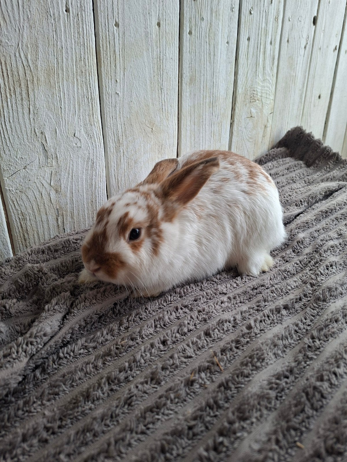 Dwergkonijntje, Dieren en Toebehoren, Mannelijk, Dwerg, 0 tot 2 jaar