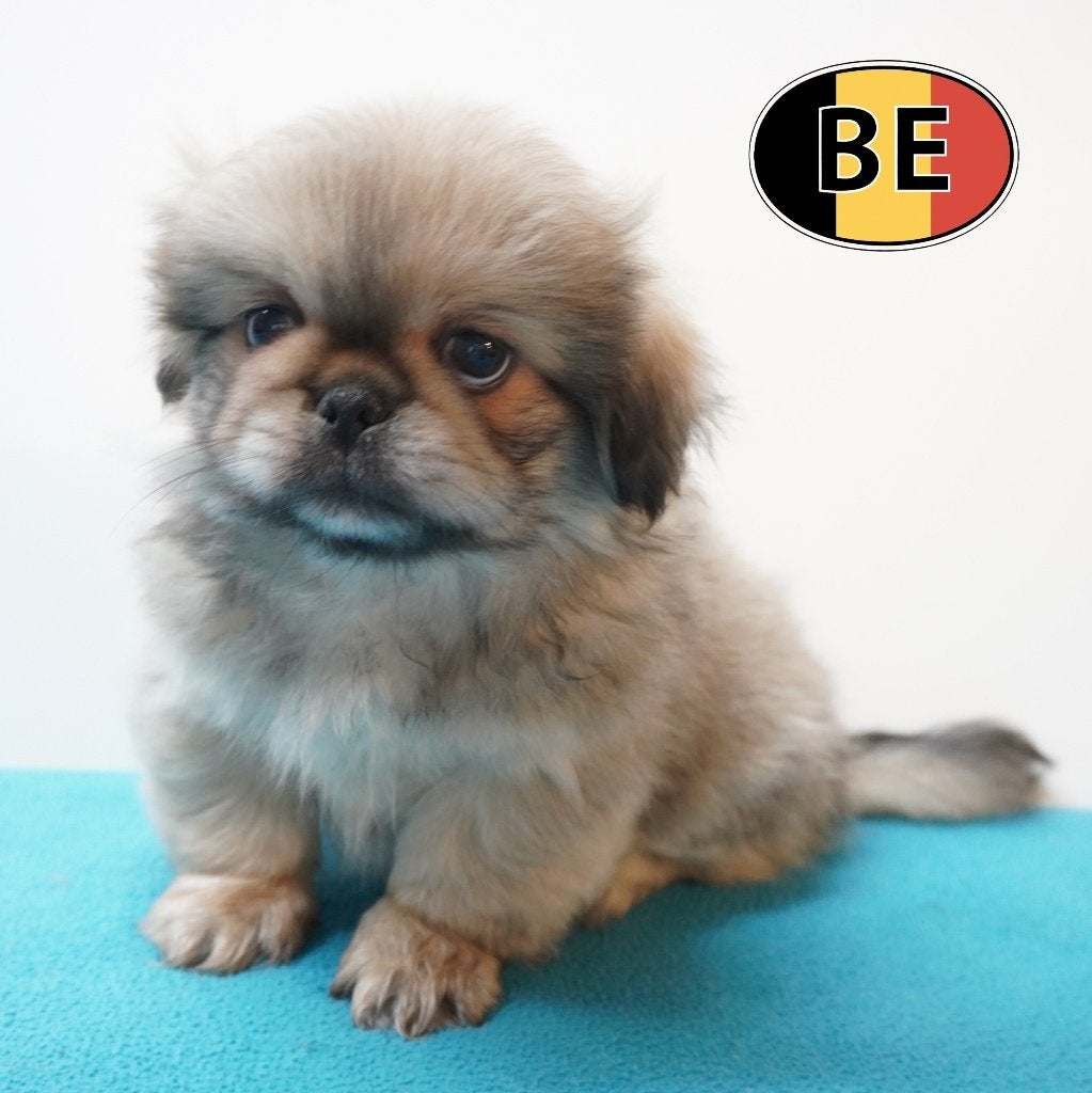Pekinees, kleine prinsjes op vier pootjes te koop, Dieren en Toebehoren, België, Handelaar, CDV (hondenziekte), 8 tot 15 weken
