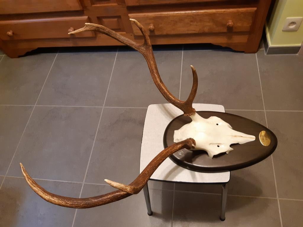 Trophée de cerf, Enlèvement, Cerf