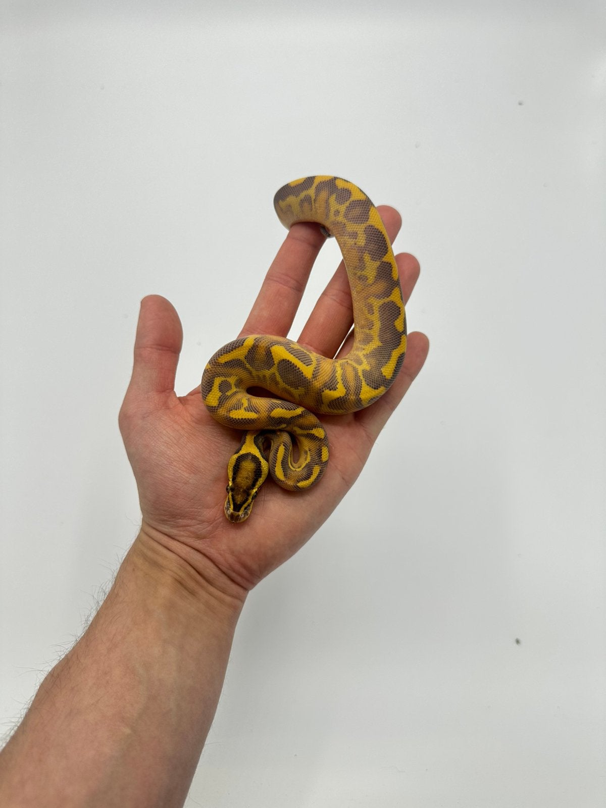 1.0 python regius - Leopard OD highway hypo het clown