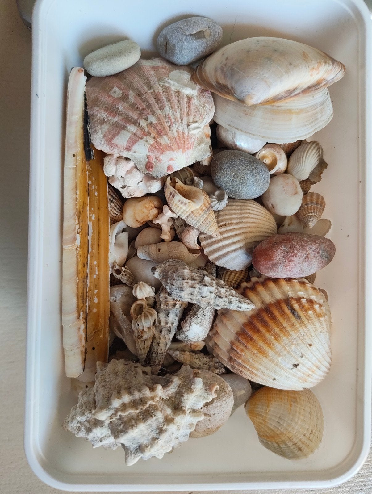 Lot de coquillages et petites pierres pour déco ou bricolage, Enlèvement ou Envoi, Coquillage(s)