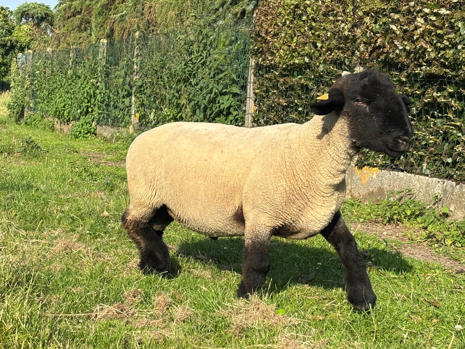 Jaarling suffolk ram, Dieren en Toebehoren, Mannelijk, Schaap, 0 tot 2 jaar