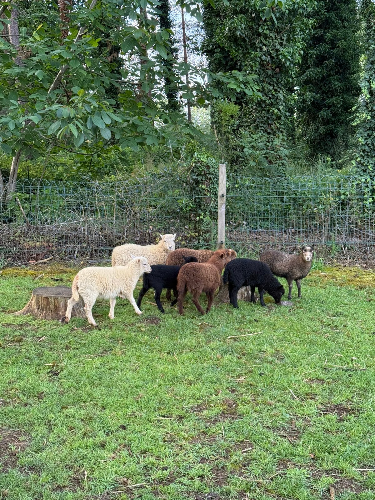 Ouessant lammetjes, Dieren en Toebehoren