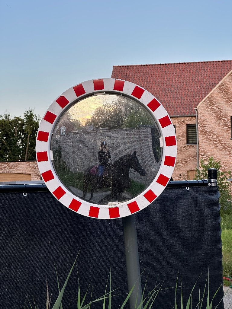 Halve stal - Wieze, Dieren en Toebehoren, Paarden, Merrie, Minder dan 160 cm, Niet van toepassing, 11 jaar of ouder