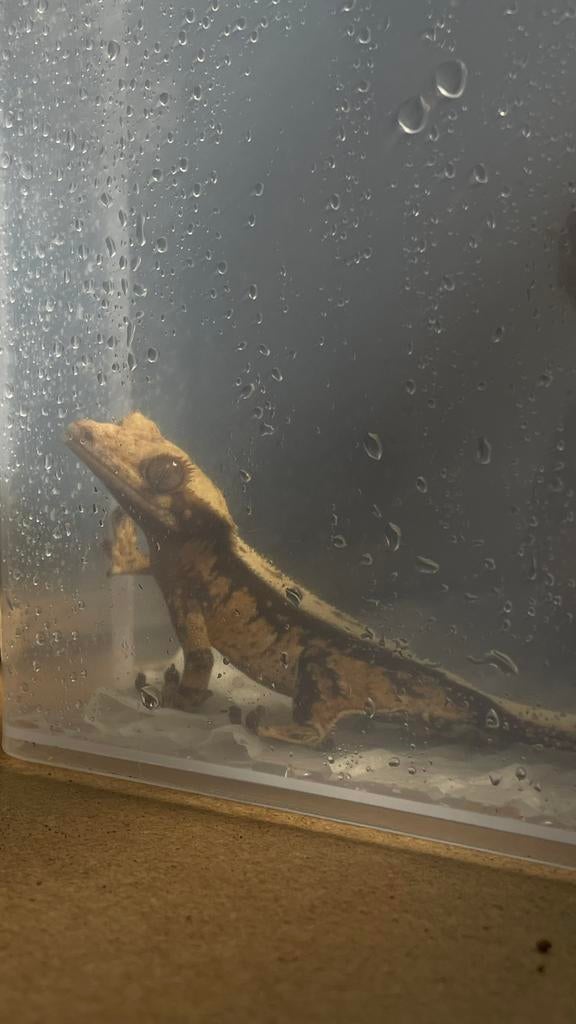 Wimper gekko, Ophalen, Zo goed als nieuw