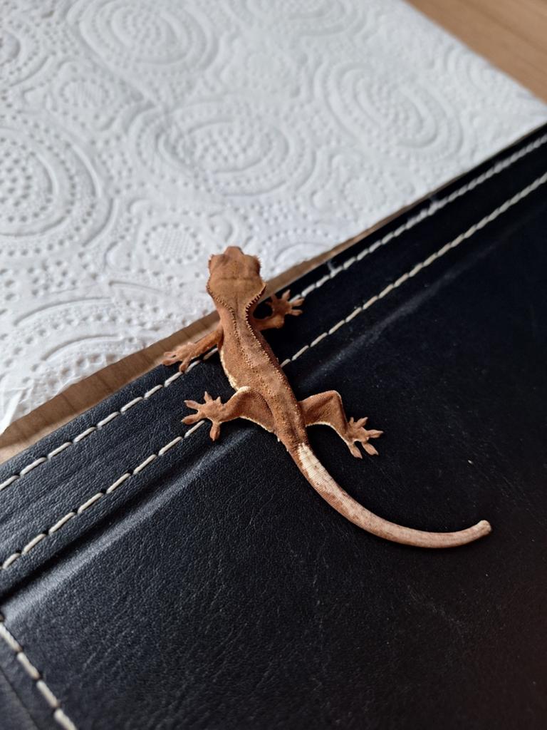 Wimpergekko, Bijoux, Sacs & Beauté, Broches, Enlèvement