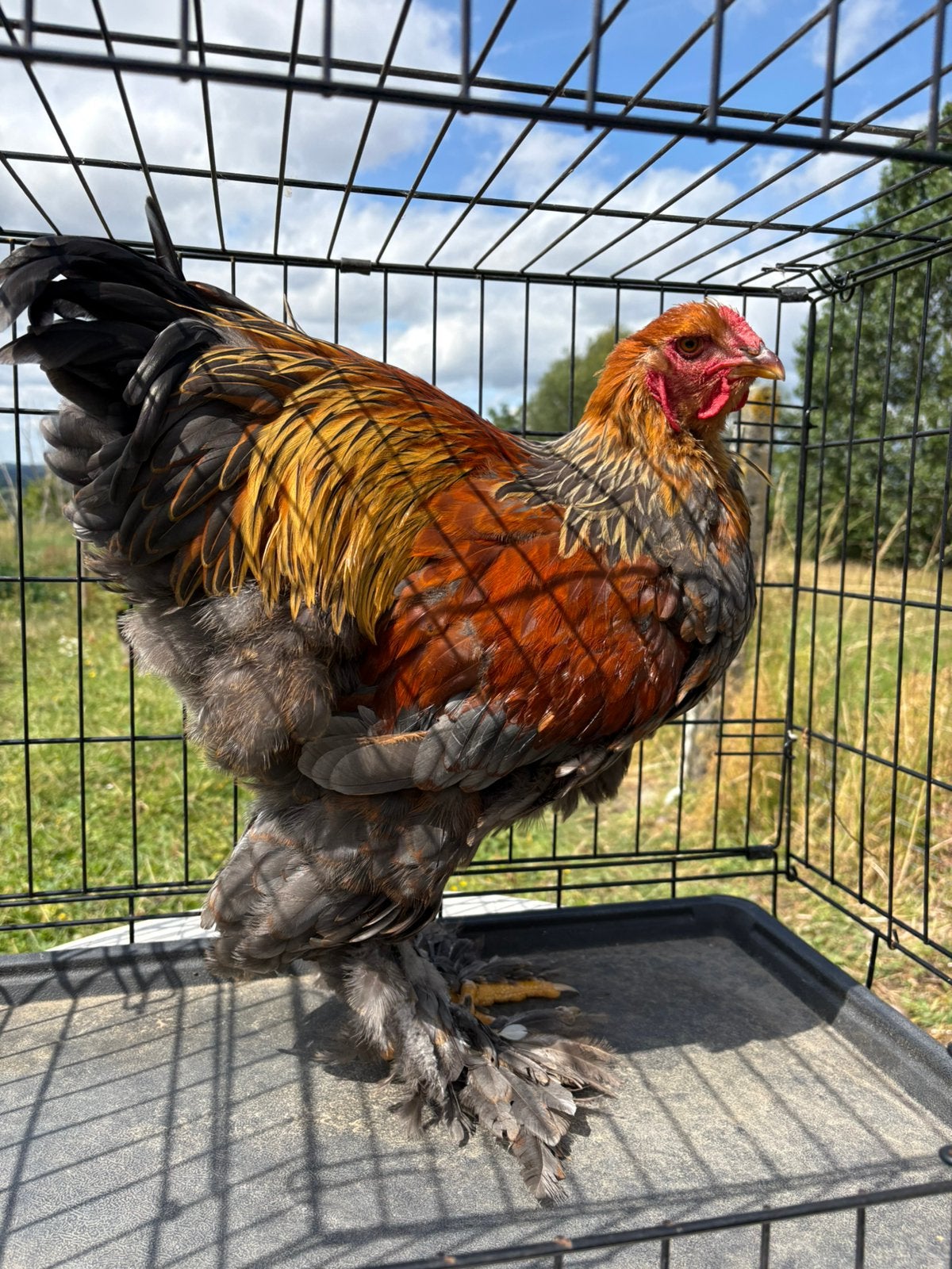 Jonge Brahma haan, Dieren en Toebehoren, Pluimvee