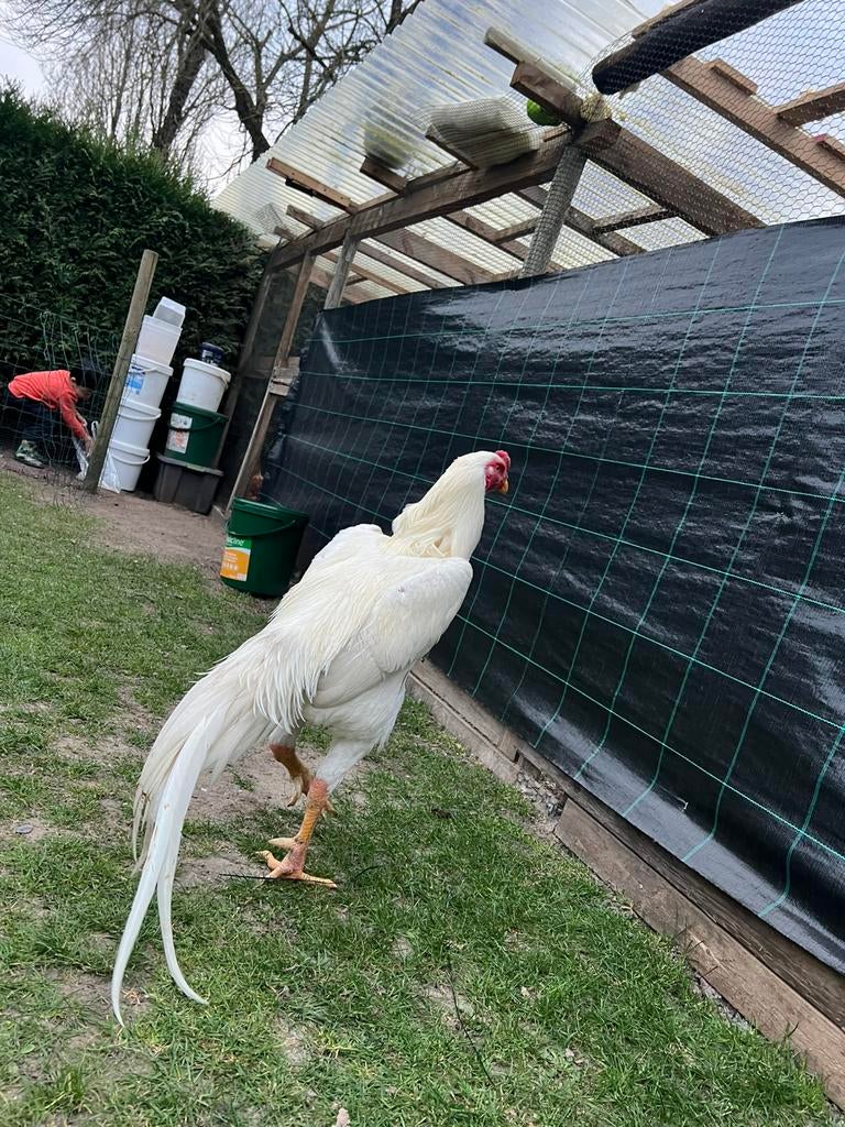 O shamo, Dieren en Toebehoren, Mannelijk