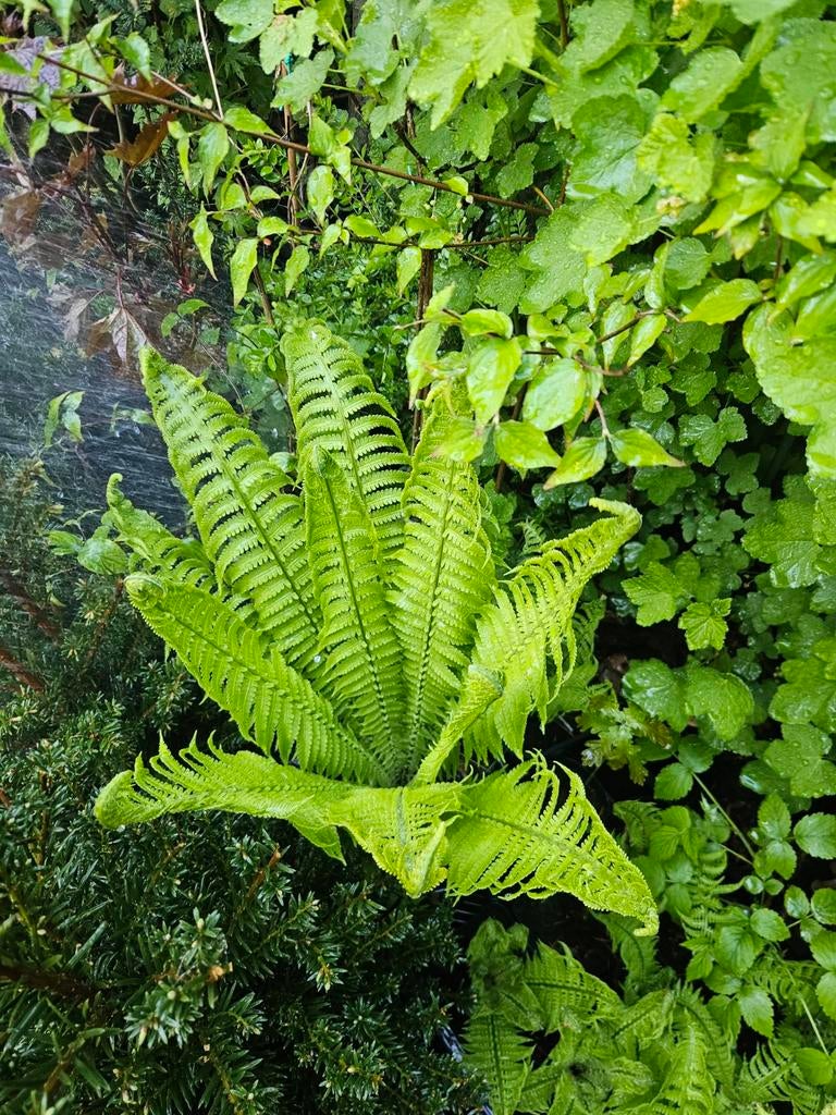 Matteuccia struthiopteris - Bekervaren, Struisvogelvaren,, Jardin & Terrasse, Plantes | Jardin, Ne fleurit pas, Plante fixe, Mi-ombre