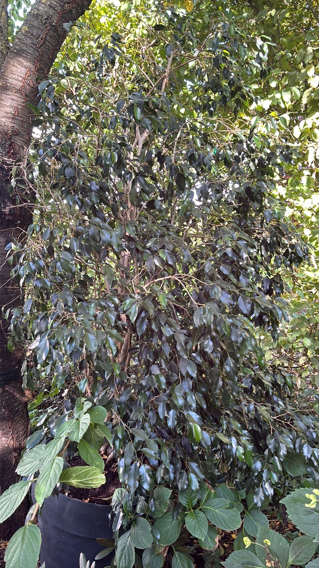 Ficus 2 mètres avec pot, Jardin & Terrasse, Enlèvement, 250 cm ou plus