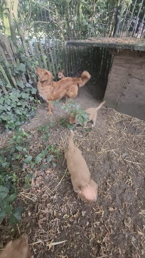 toller pups, ouders zijn genetisch getest en  hier aanwezig, Maladie de Carré (chiens), Autres races, Plusieurs, Belgique