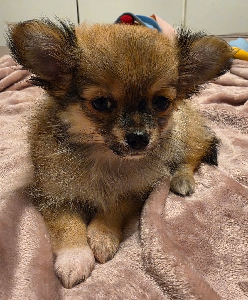 Chihuahua, Dieren en Toebehoren, België, Fokker | Hobbymatig, Reu, 8 tot 15 weken