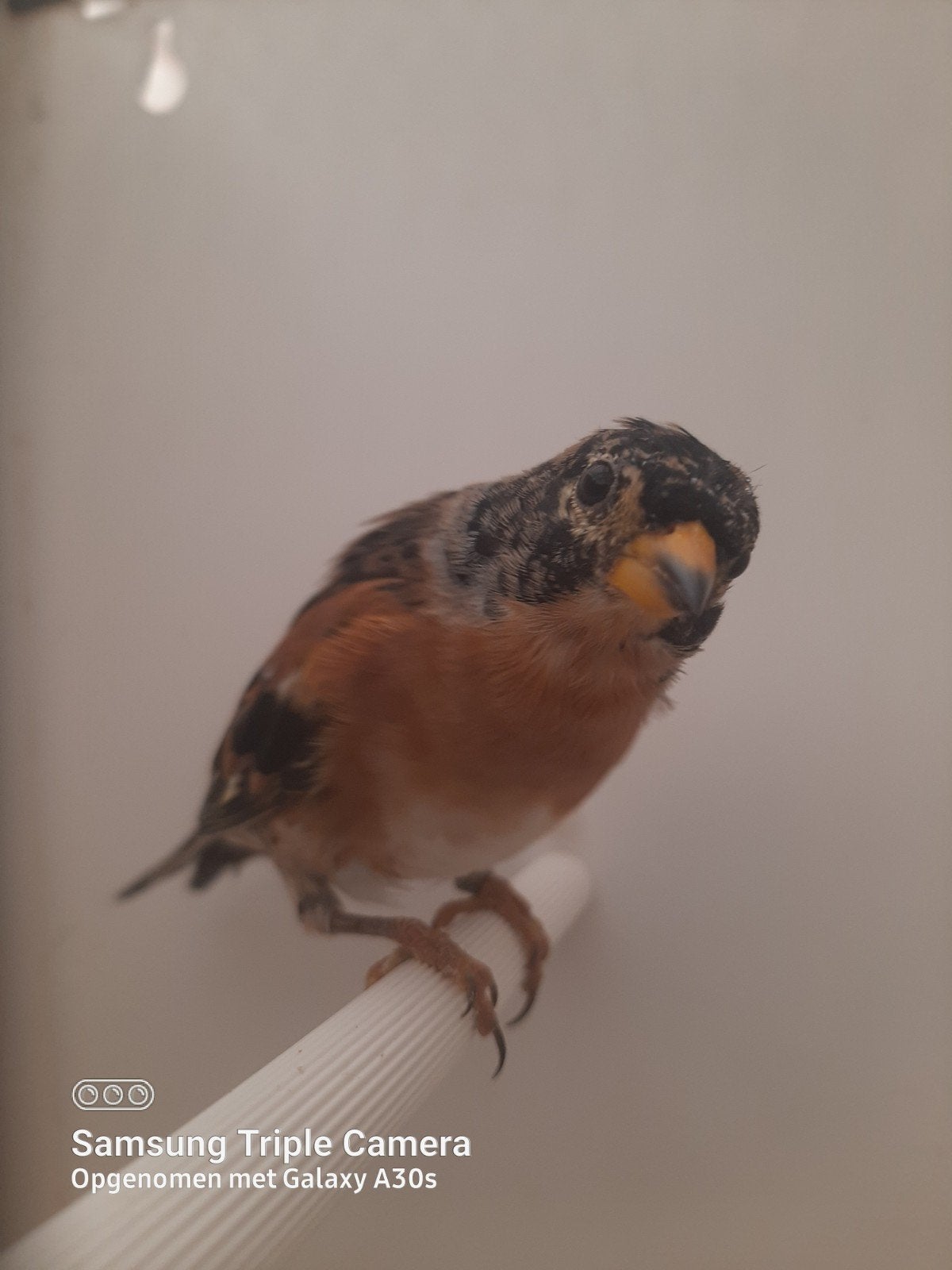 kepen 2026, Dieren en Toebehoren