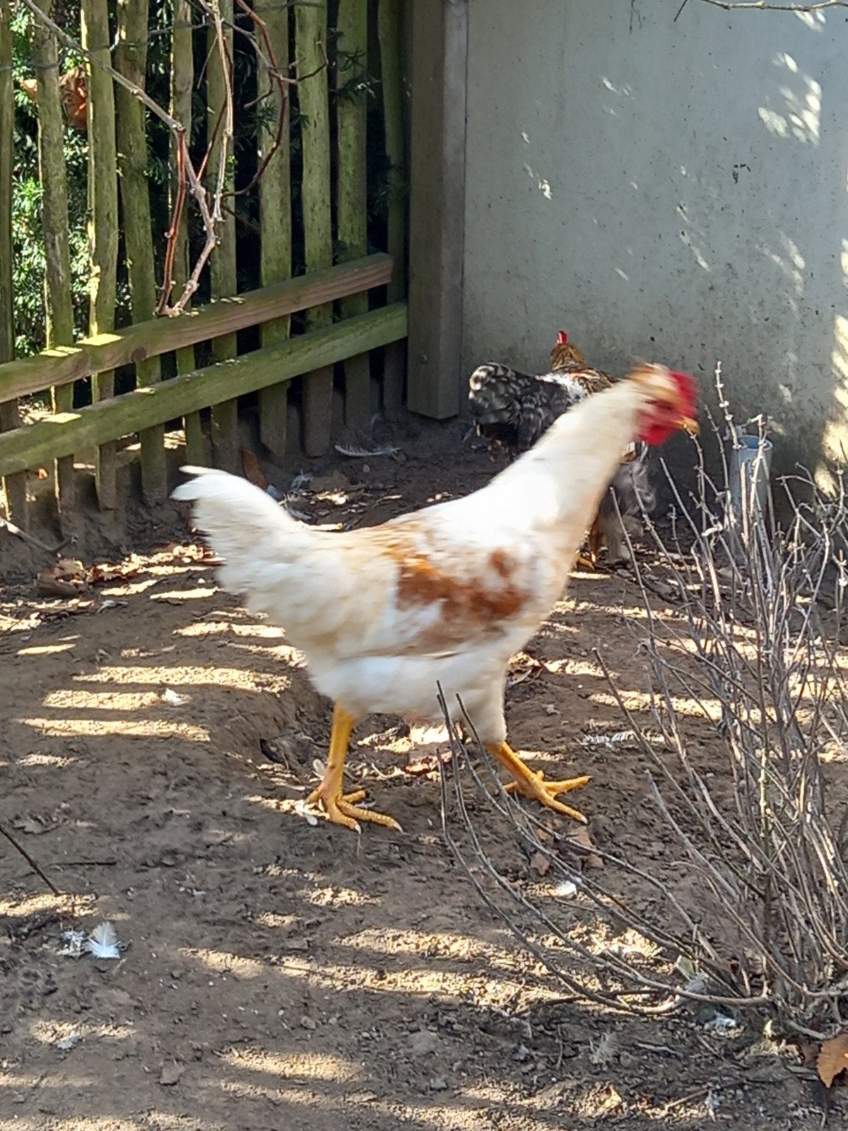 2 jonge haantjes, Dieren en Toebehoren