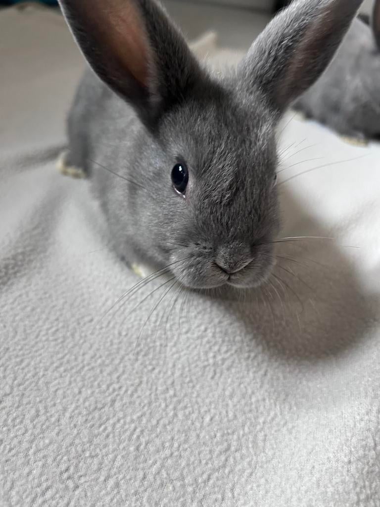 Baby konijntjes