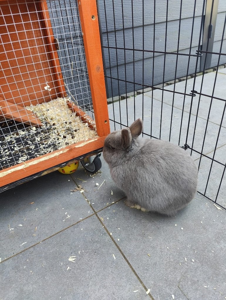 Kleurdwerg, Vrouwelijk, Dwerg, 0 tot 2 jaar