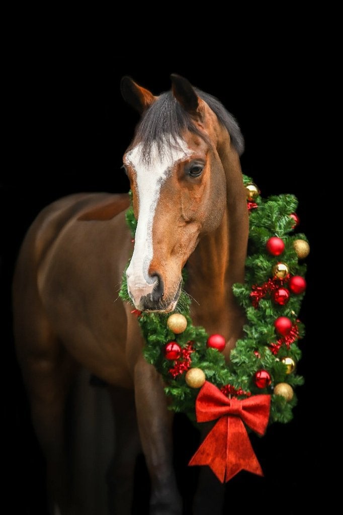 Super lieve 13-jarige ruin zoekt fijne thuis, Dieren en Toebehoren, Paarden, Ruin, L, 160 tot 165 cm, 11 jaar of ouder, Recreatiepaard
