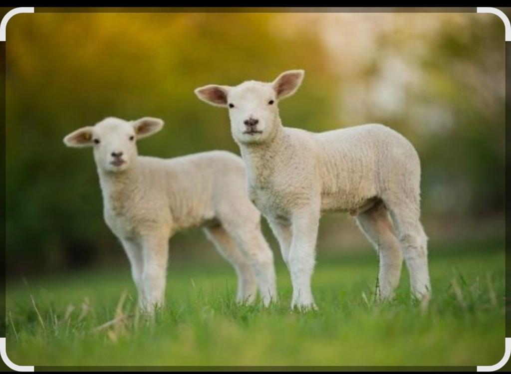 Gezocht schaaplam, Mâle, Mouton, 0 à 2 ans