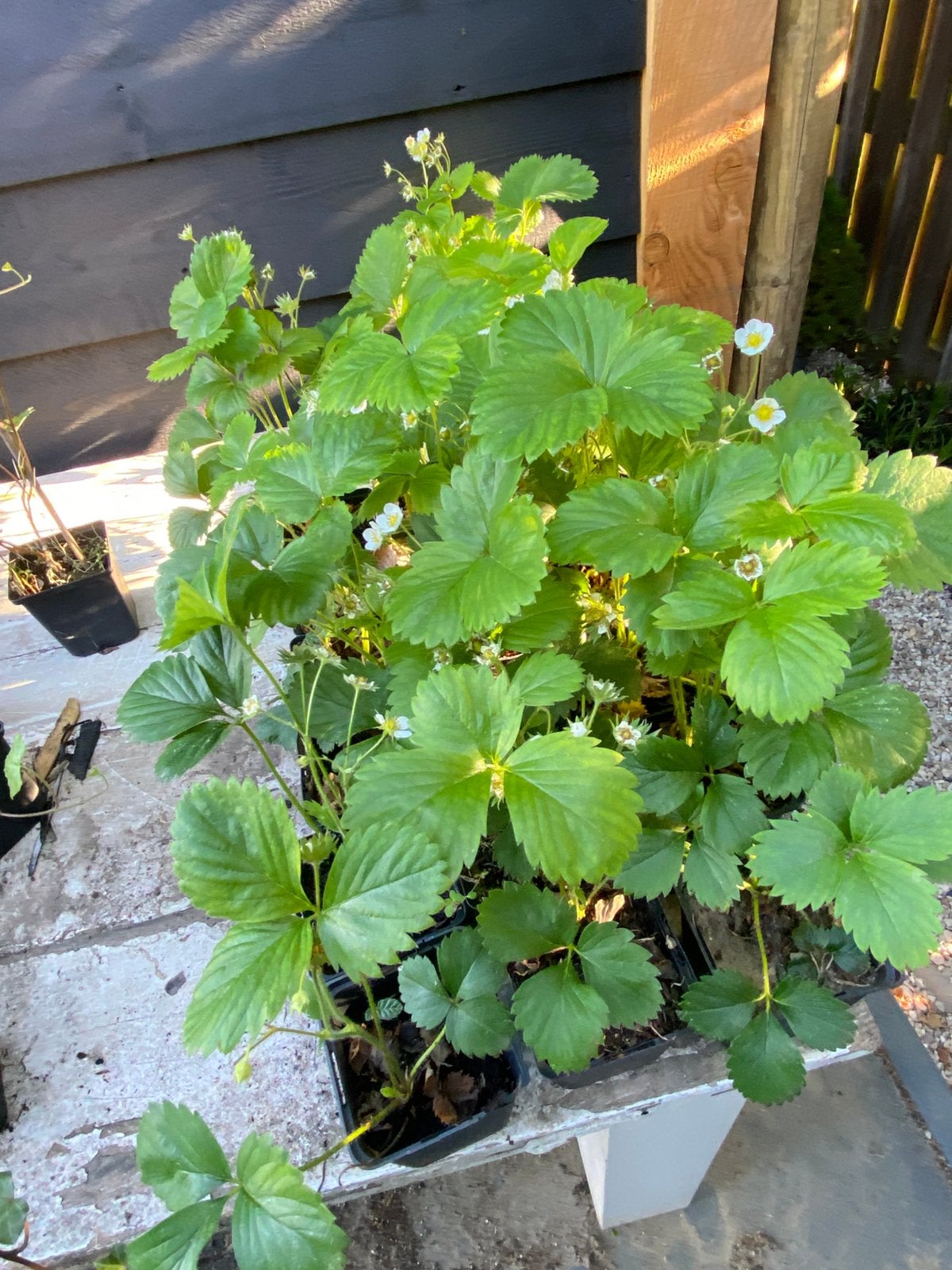 Aardbeienplanten, Tuin en Terras, Volle zon, Vaste plant, Ophalen of Verzenden, Zomer