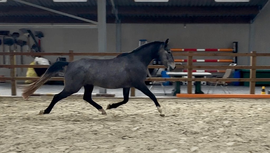Merrie, Dieren en Toebehoren, Paarden, Merrie, Niet van toepassing, Minder dan 160 cm, 3 tot 6 jaar, Dressuurpaard, Met stamboom