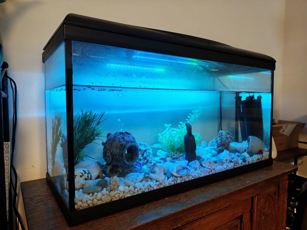 Aquarium ~80L, Enlèvement, Pompe, Utilisé, Aquarium d'eau douce rempli