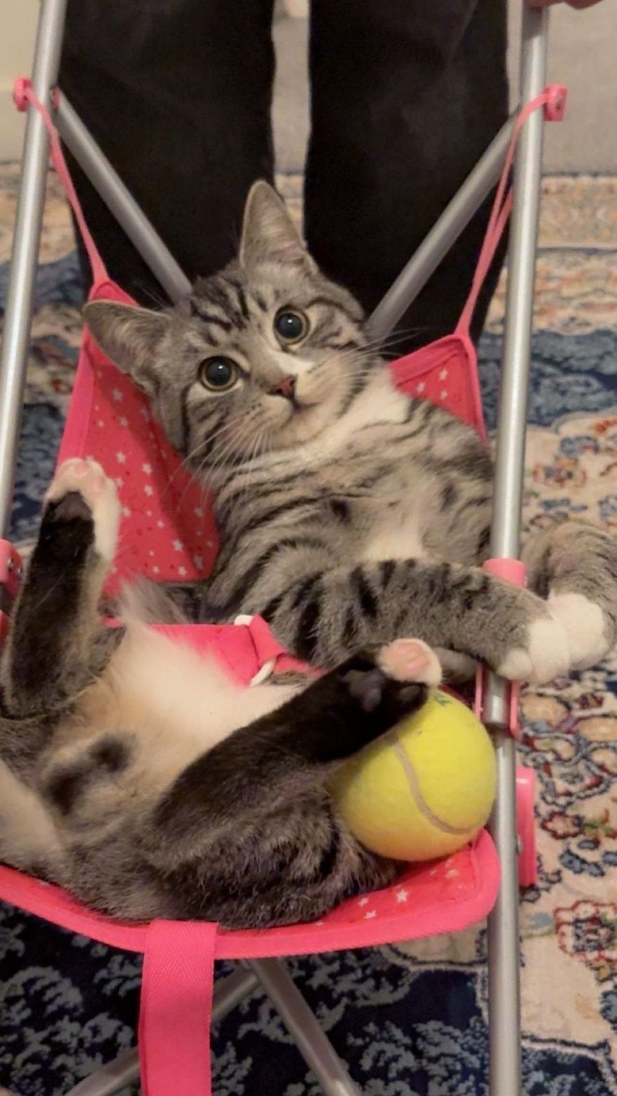 Kat vermist gent, Animaux & Accessoires, Accessoires pour chats, Enlèvement ou Envoi, Neuf