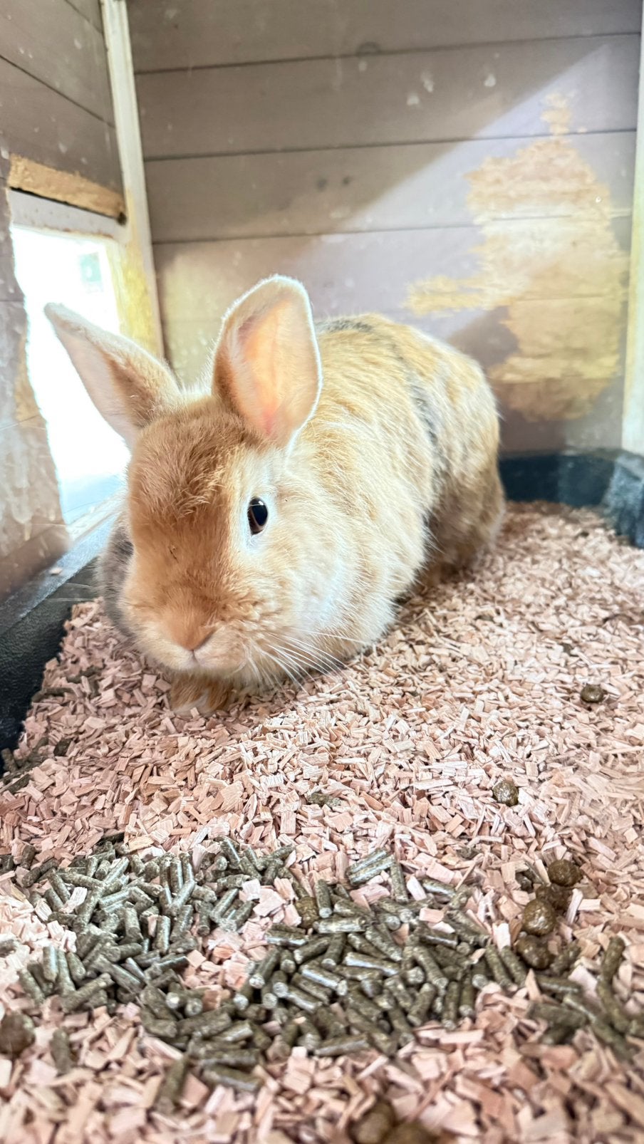 Deze lieverd zoekt een goed huisje (ram), Dieren en Toebehoren