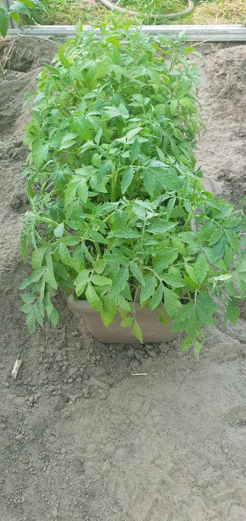 Tomatenplantjes Bulgaars ras, Tuin en Terras, Planten | Tuinplanten, Ophalen