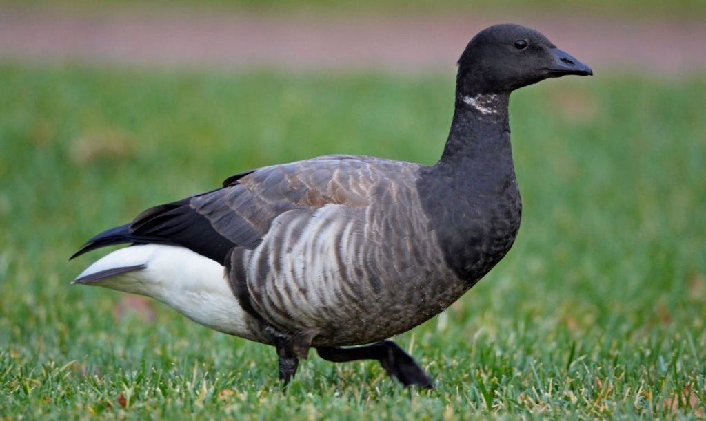 Rotgans, Mannelijk, Gans of Zwaan