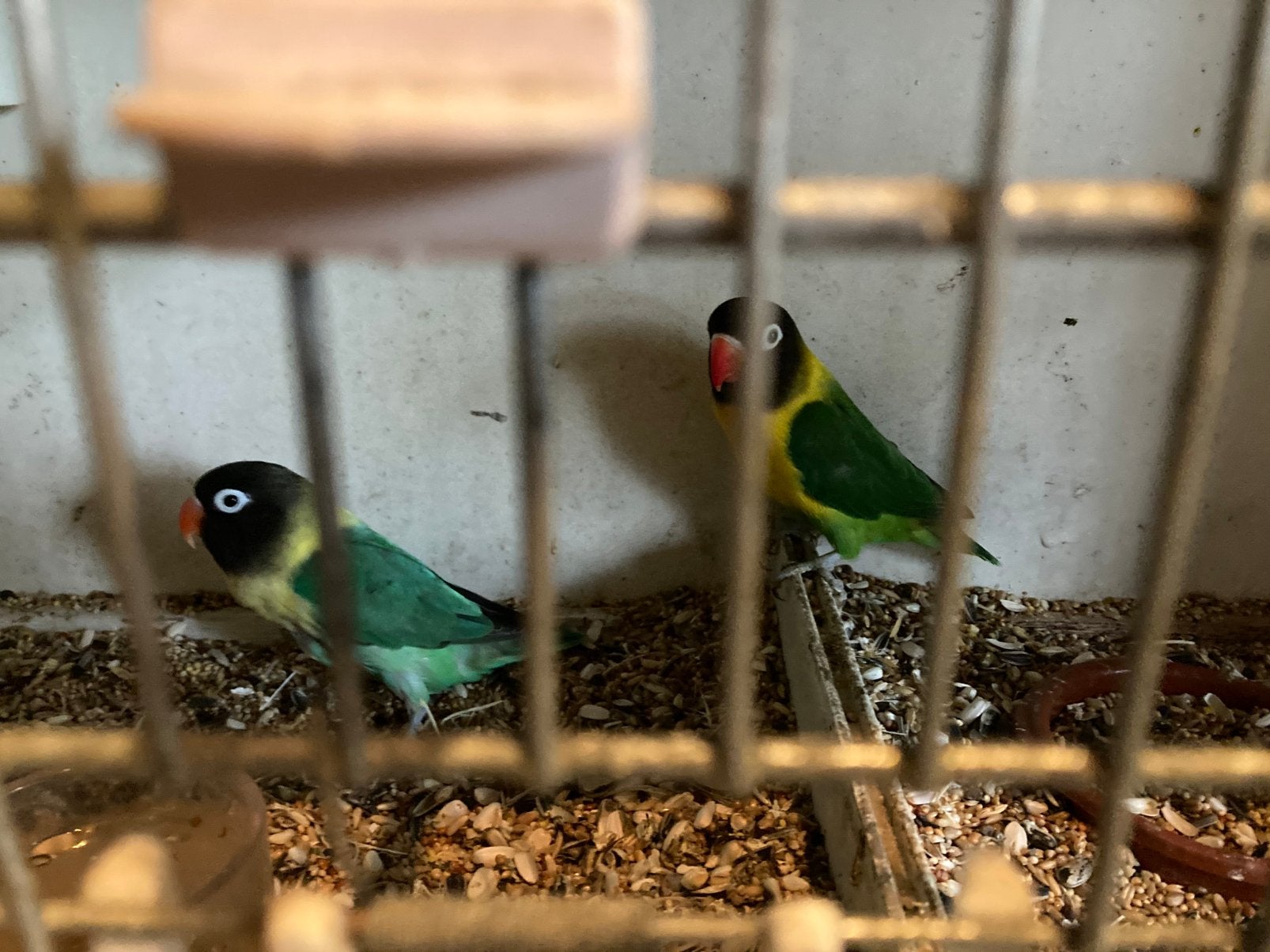 Te koop:  2 broedrijpe personata poppen