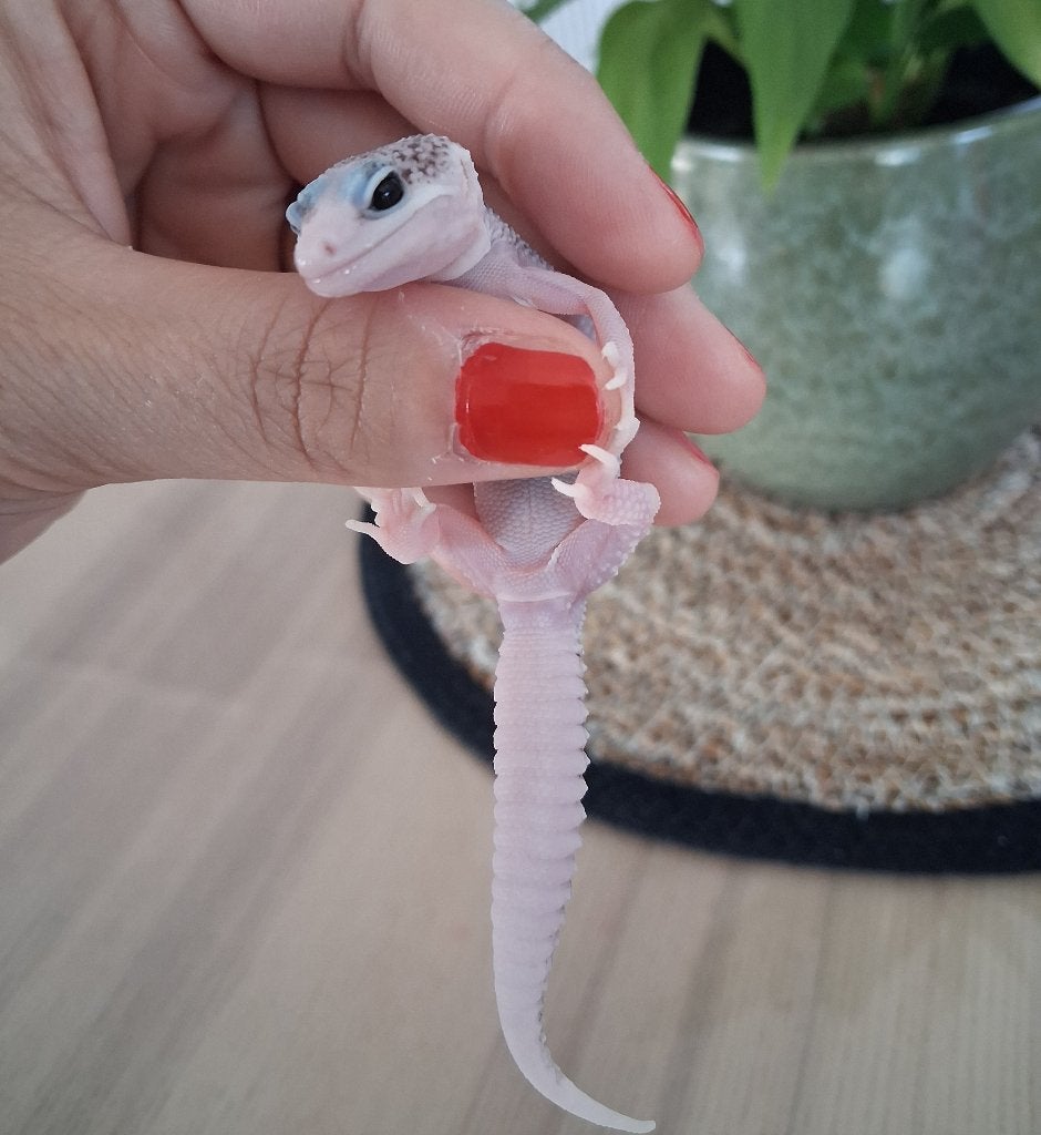 Jonge luipaardgekko + terrarium, alles incl, Dieren en Toebehoren, Hagedis, Met terrarium, 0 tot 2 jaar