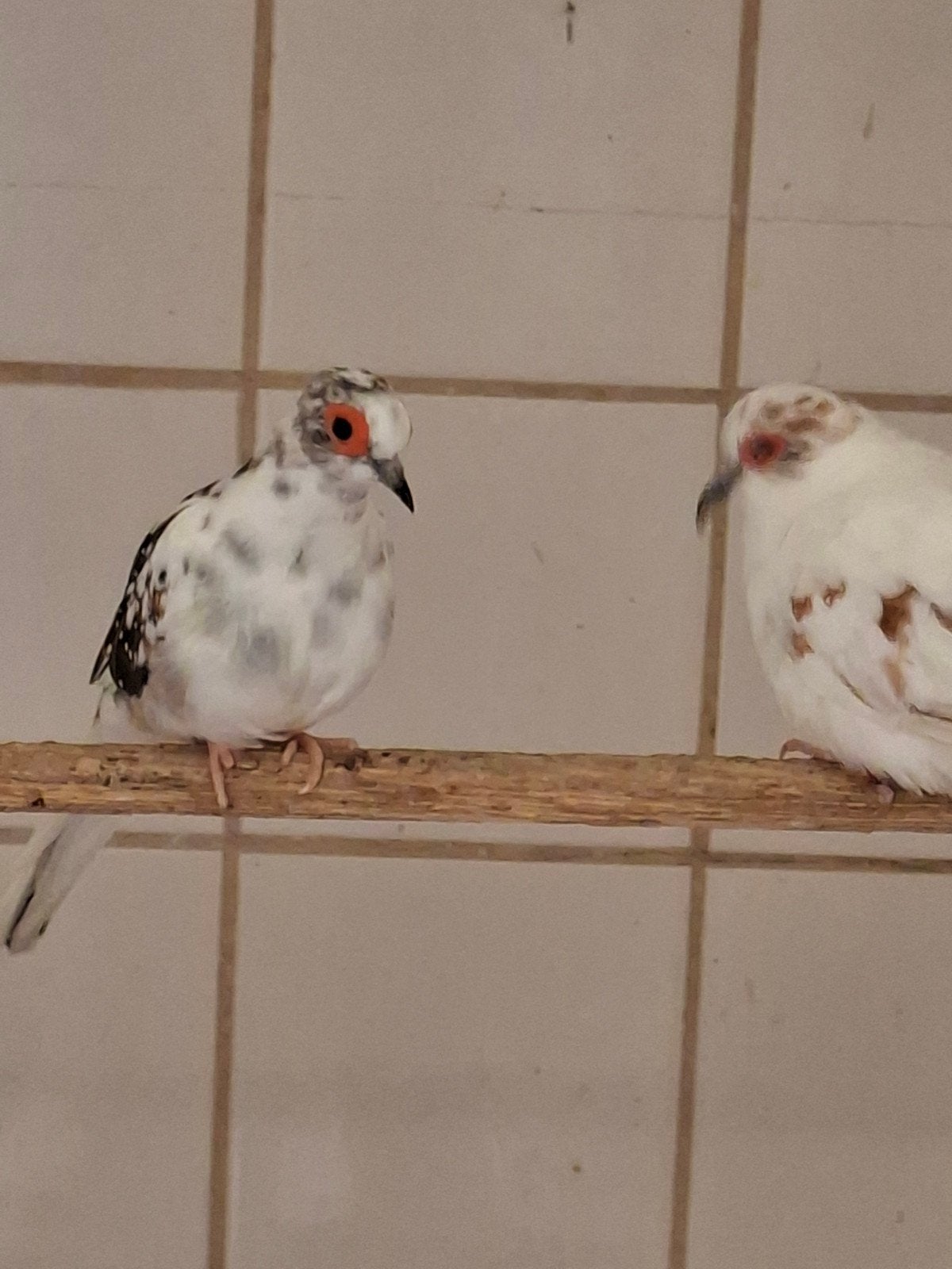 Bonte diamantduiven, Dieren en Toebehoren, Vogels | Overige Vogels