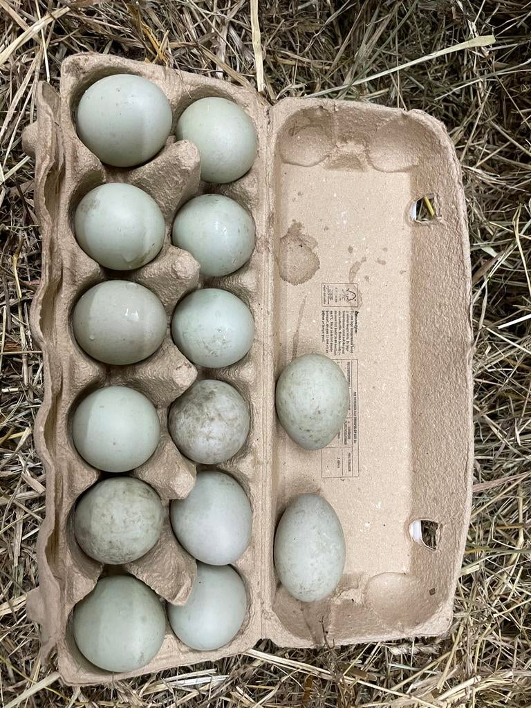 Broedeieren witte kwaker en smaragd, Dieren en Toebehoren, Geslacht onbekend, Eend