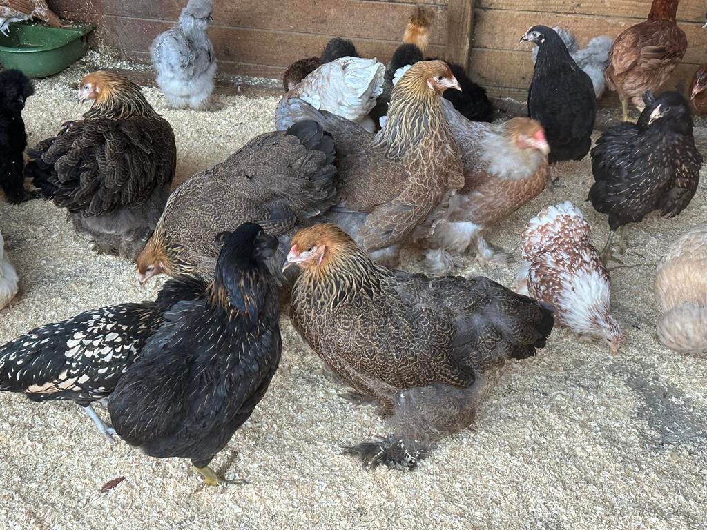 Cochin krielen verschillende kleuren