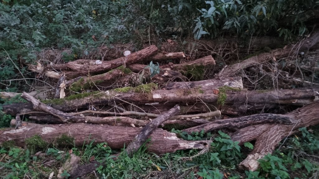 Gratis brandhout, 3 à 6 m³, Enlèvement, Troncs d'arbres