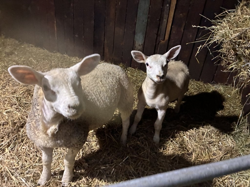 texel ooilammeren, Vrouwelijk, Schaap, 0 tot 2 jaar