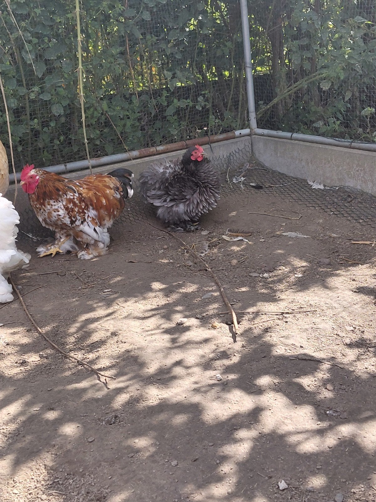trio cochin 2026, Plusieurs animaux, Poule ou poulet
