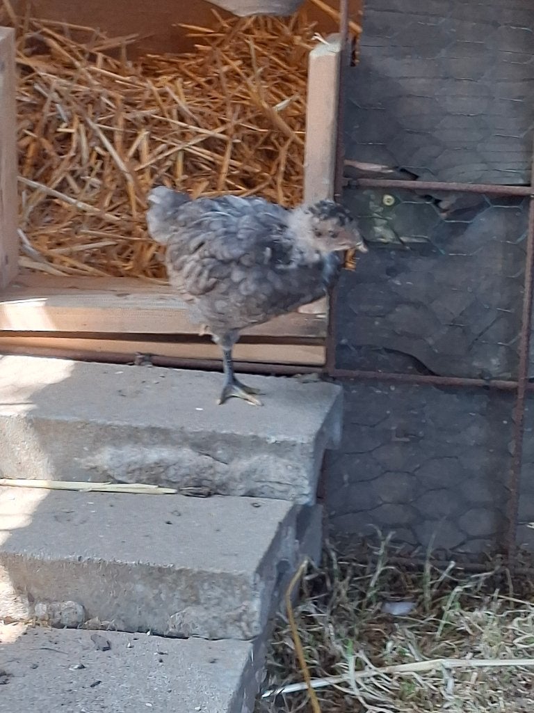 Jersey giant kuiken, Dieren en Toebehoren, Pluimvee, Geslacht onbekend, Kip