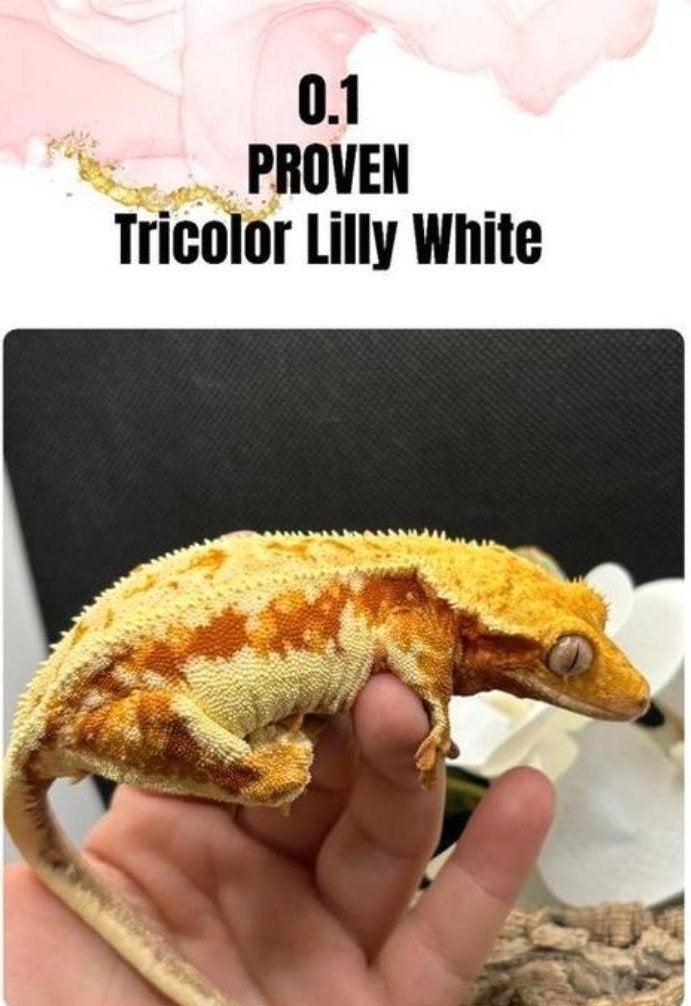 Proven Crested Gecko Tricolor Lilly White vrouw (3 jaar), Lézard, Domestique, 3 à 6 ans