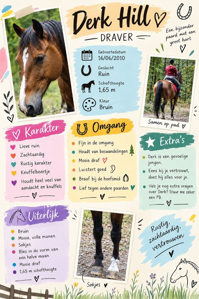 Lieve Draver te koop, Dieren en Toebehoren, Met stamboom, Ruin, Zadelmak, 11 jaar of ouder