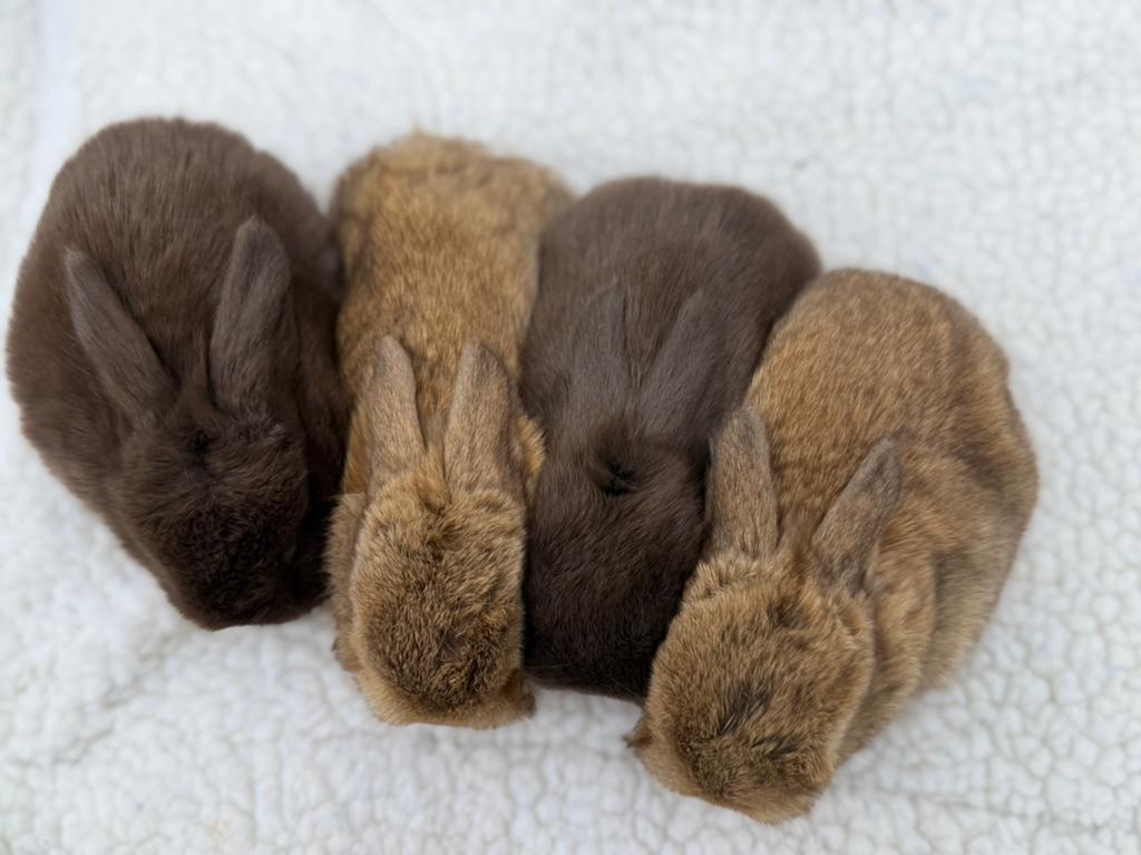 Schattige baby dwergkonijntjes beschikbaar, Dieren en Toebehoren, Konijnen, Meerdere dieren, Klein, 0 tot 2 jaar