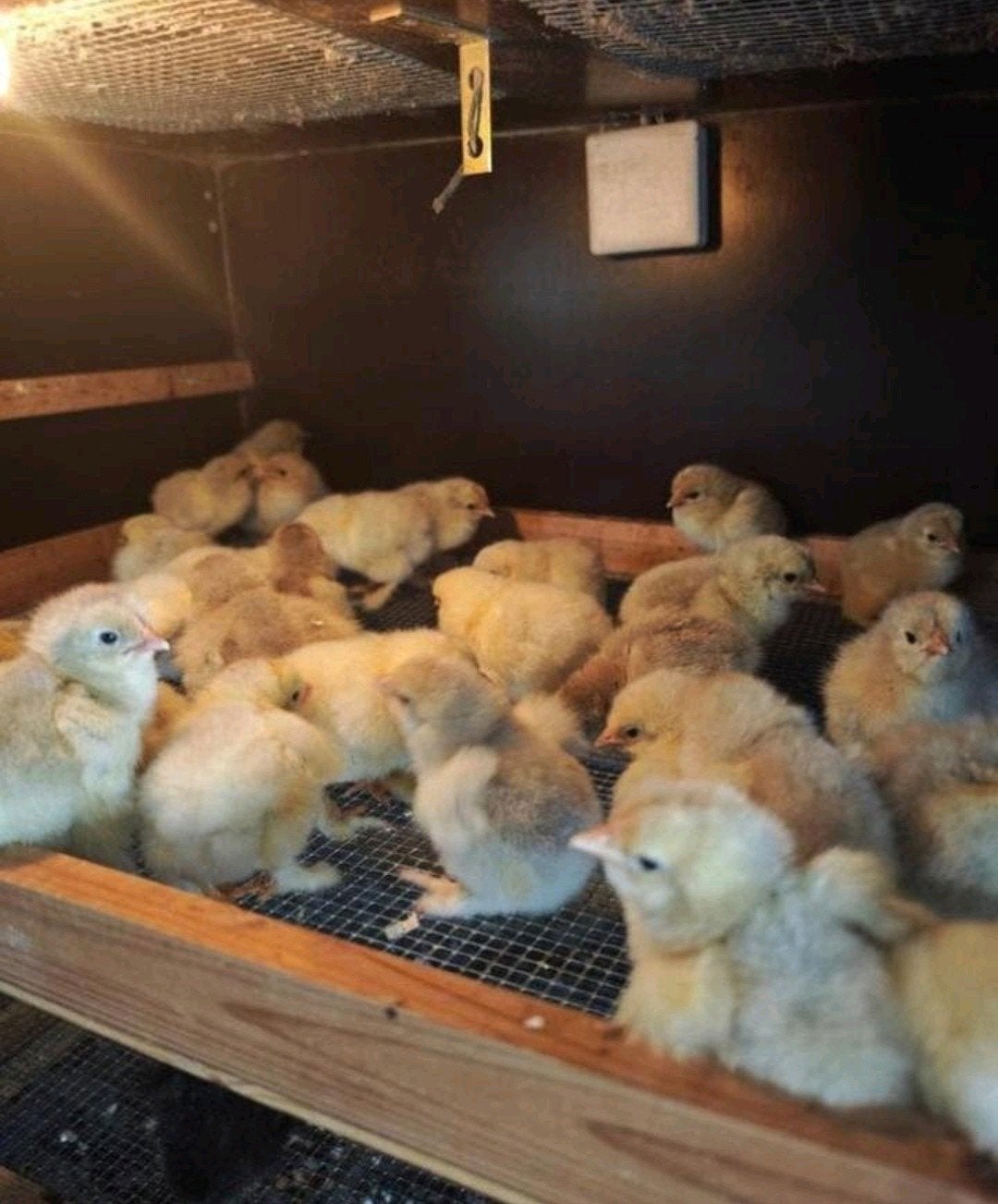 Eendagskuikens verschillende rassen (100%hennen), Dieren en Toebehoren