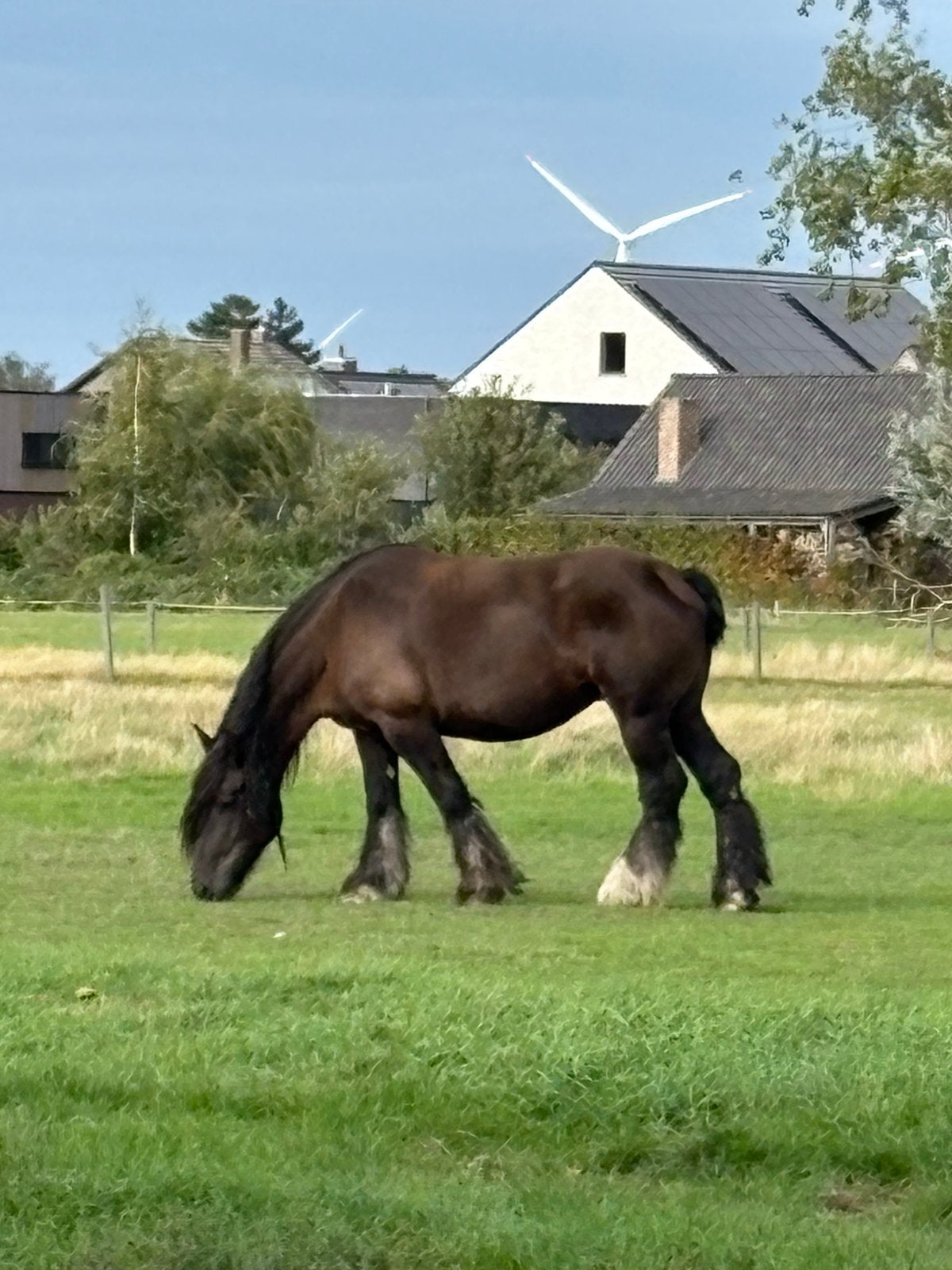 Mooi trekpaard merrie, Merrie, Niet van toepassing, Met stamboom, 7 tot 10 jaar