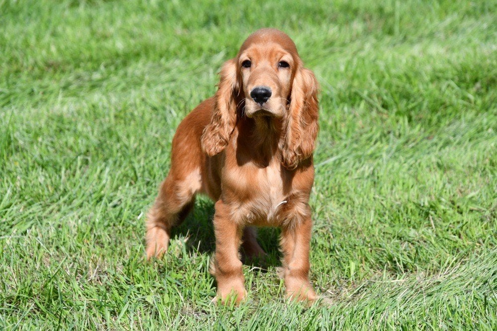 Engelse Cocker Spaniël pups te koop, Dieren en Toebehoren, 15 weken tot 1 jaar, Buitenland, CDV (hondenziekte), Meerdere