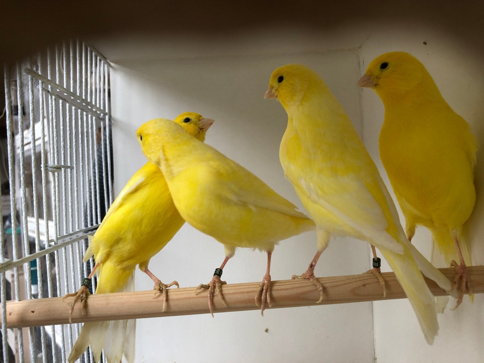 Canaris jaunes, Animaux & Accessoires