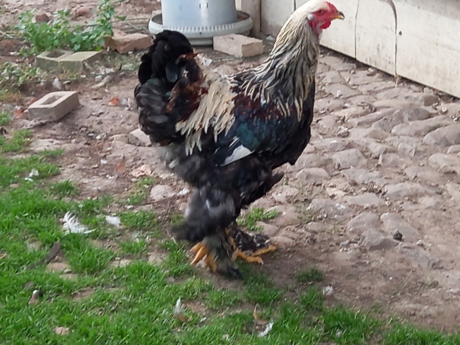 Brahma haan, Dieren en Toebehoren