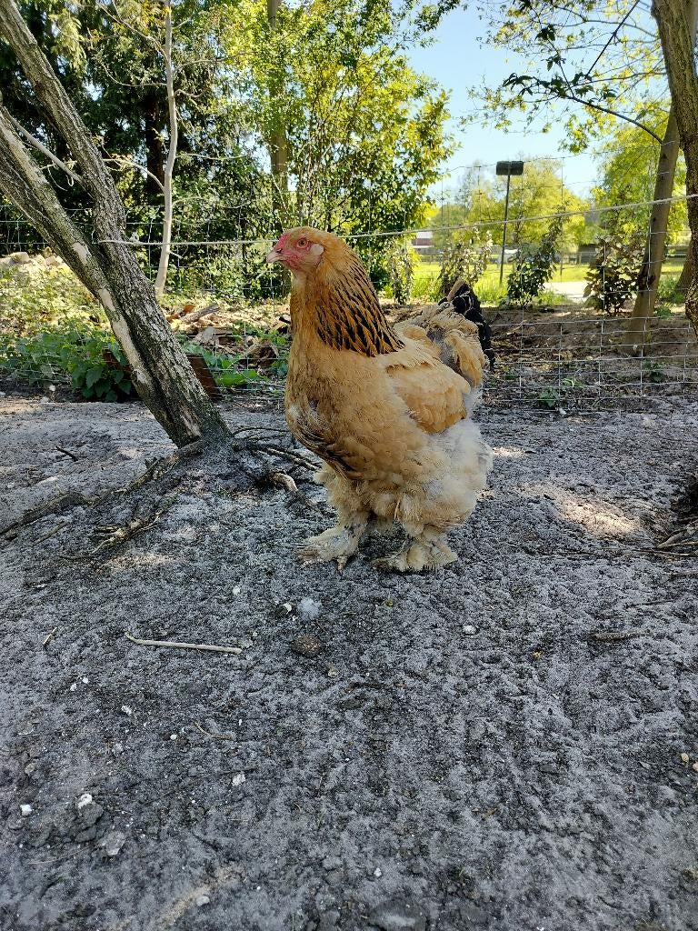 Brahma hennen buff columbia, Dieren en Toebehoren