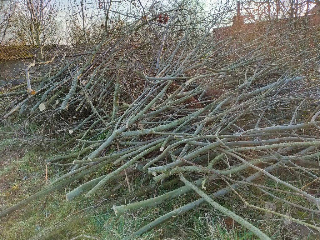 hout, Tuin en Terras, Minder dan 3 m³, Ophalen, Overige houtsoorten, Takken